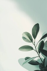 A minimalist representation of a green plant branch casting a soft shadow on a light background, exuding tranquility.