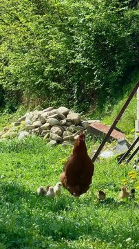VERTICAL. Beautiful rooster, hen and chicks roaming freely in green courtyard