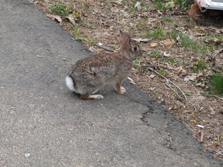 wild rabbit in the garden