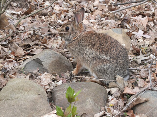wild rabbit in the garden
