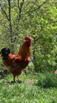 VERTICAL. Beautiful rooster stands proudly in green courtyard