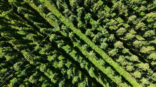 Scenic Hops Fields of Southern Germany: Brewing Tradition