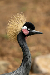 grey crowned crane