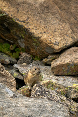 Pika in rocks