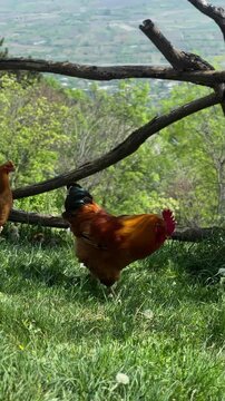 VERTICAL. Beautiful rooster, hen and chicks walking freely in green courtyard