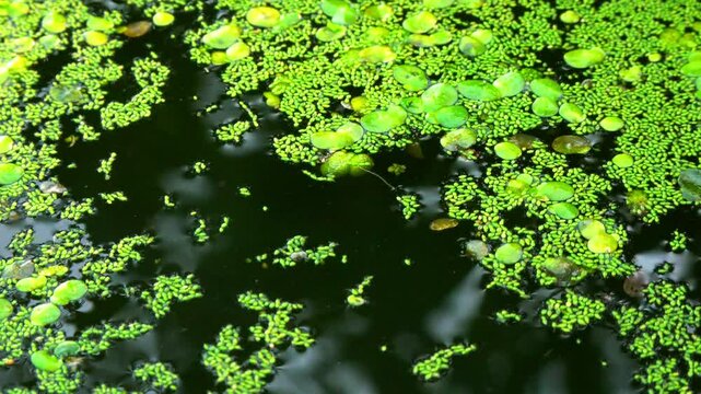 Aquatic plants rootless duckweed Wolffia arrhiza and duckweed Lemna turionifera, smallest flowering plants living on the surface of water, Ukraine