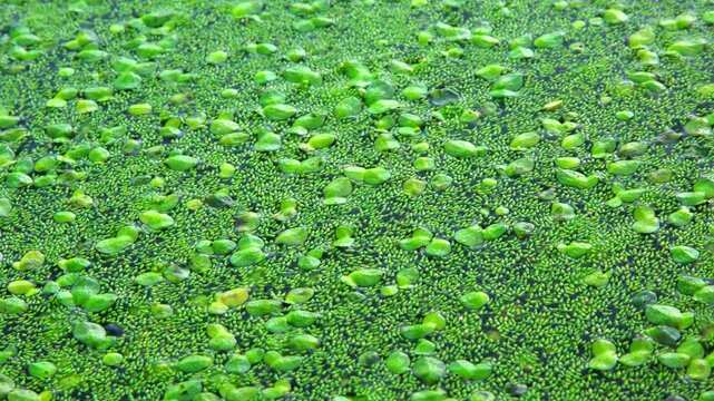 Aquatic plants rootless duckweed Wolffia arrhiza and duckweed Lemna turionifera, smallest flowering plants living on the surface of water, Ukraine
