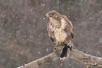 Common buzzard Buteo buteo wildlife prey nature predator beautiful animal beautiful sighting ornithology Europe