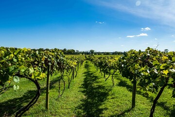 New Jersey Vineyard