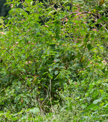 The Asian green bee eater bird camouflaged with the bushes.