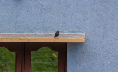 The Pied bushchat bird sitting on a sunshade of a house