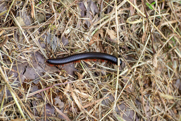 Close up a millipede on a forest floor