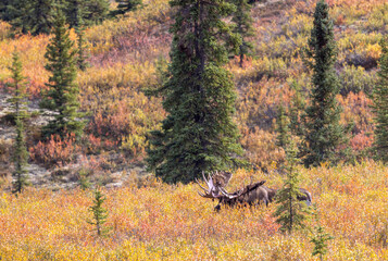 Alaska Yukon Bull Moose in Autumn in Denali National Park Alaska