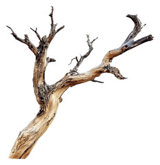 PNG Unique twisted tree branch on white background