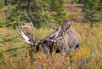 Alaska Yukon Bull Moose in Autumn in Denali National Park Alaska