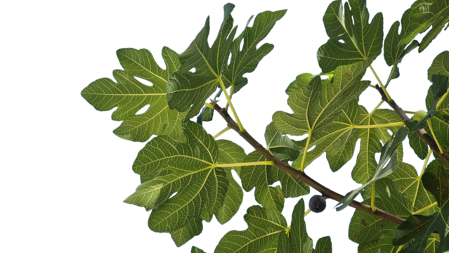 fig figtre leaves isolated for background green summer