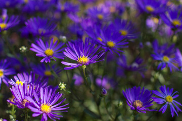 Fototapeta premium Aster amellus flowers - aster with dark purple blossoms