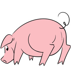 Cute pig seen from behind looking back smiling very happy with snout close to the ground