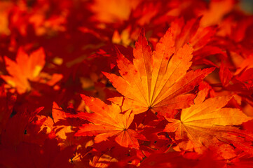 ハウチワカエデの紅葉