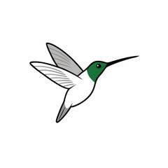 Obraz premium A flying Hummingbird vector illustration clipart, white background