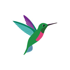 A flying Hummingbird vector illustration clipart,  white background