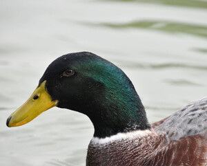 This close-up image captures the beautiful features of a mallard duck with its striking iridescent green head