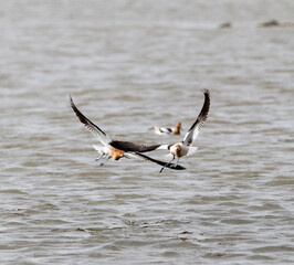 American Avocets during courtship and mating season