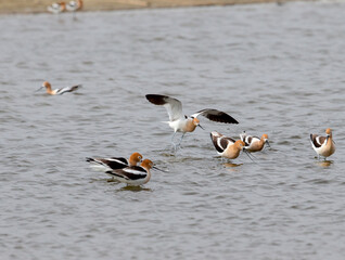 Naklejka premium American Avocets during courtship and mating season