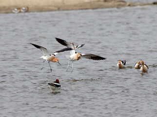 American Avocets during courtship and mating season