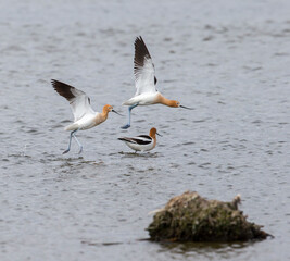 American Avocets during courtship and mating season
