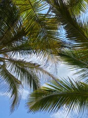 coconut tree