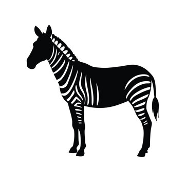 A standing zebra   vector illustration clipart, black color silhouette, white background 