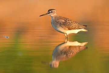 Wood sandpiper Tringa glareola bird rain water in pond wetland wading shorebirds waders young...
