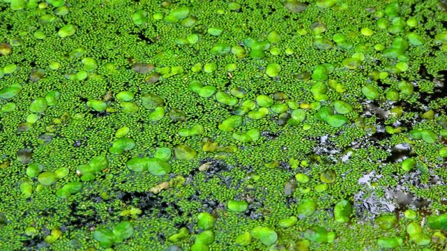Aquatic plants rootless duckweed Wolffia arrhiza and duckweed Lemna turionifera, smallest flowering plants living on the surface of water, Ukraine