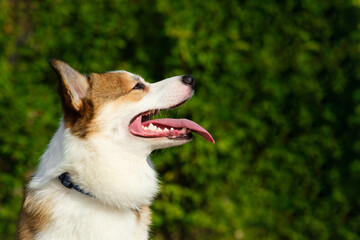 Pembroke Welsh Corgi puppy looking away and smiling with tongue hanging out against green bushes. Walking with dog in city park. Red and white corgi