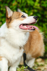 Pembroke Welsh Corgi puppy looking away and smiling with tongue hanging out against green bushes. Walking with dog in city park. Red and white corgi