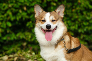 Pembroke Welsh Corgi puppy sits against green bushes, looks at camera and smiles. Walking with dog in city park. Red and white corgi
