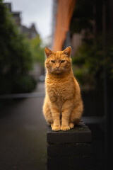 Red cat sits relaxed on a wall in a narrow street in the big city and looks straight into the camera lens.