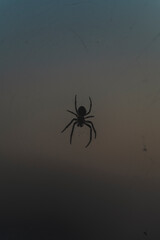 spider in the web
