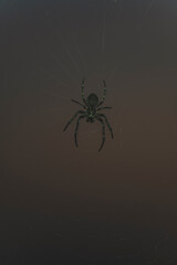 spider in the web
