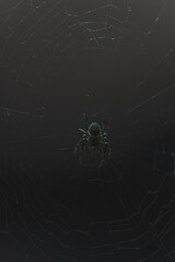 spider in the web
