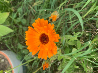 Calendula in the garden