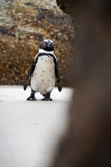 Fototapeta premium pe