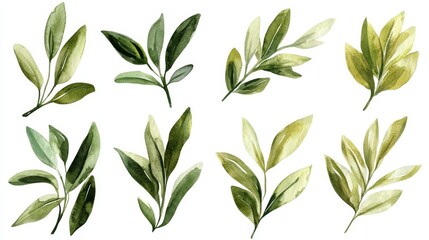 A set of eight watercolor olive leaf illustrations, perfect for adding a touch of natural beauty to your projects.  These leaves are perfect for adding a touch of nature to your designs.