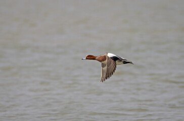 Eurasian wigeon in flight.Eurasian wigeon, also known as widgeon is one of three species of wigeon in the dabbling duck genus Mareca. It is common and widespread within its Palearctic range.