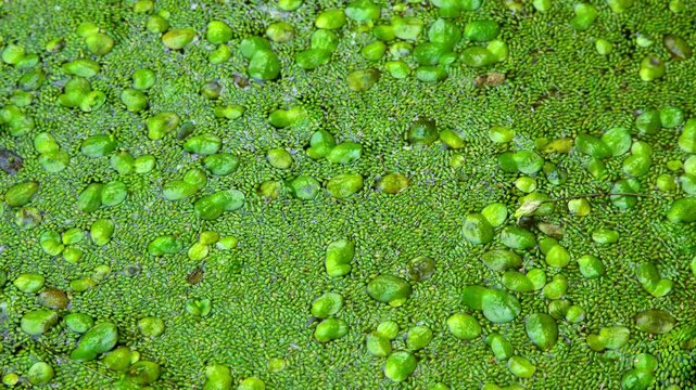 Aquatic plants rootless duckweed Wolffia arrhiza and duckweed Lemna turionifera, smallest flowering plants living on the surface of water, Ukraine
