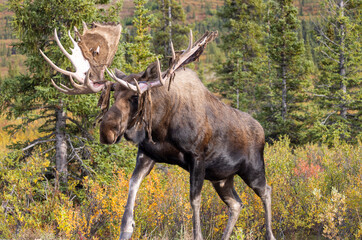 Alaska Yukon Bull Moose in Autumn in Denali National Park Alaska