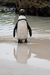 penguin on the beach