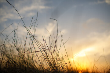 Obraz premium Beautiful landscape of silhouetted grass with sunset and twilight dramatic cloudy sky. Light of the sun over meadow. Wild natural background.