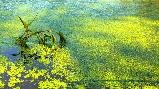 Shadows and highlights on lake water with floating on the surface Aquatic plants rootless duckweed Wolffia arrhiza and duckweed Lemna turionifera, Odessa